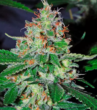 White Lemon (Strain Hunters)