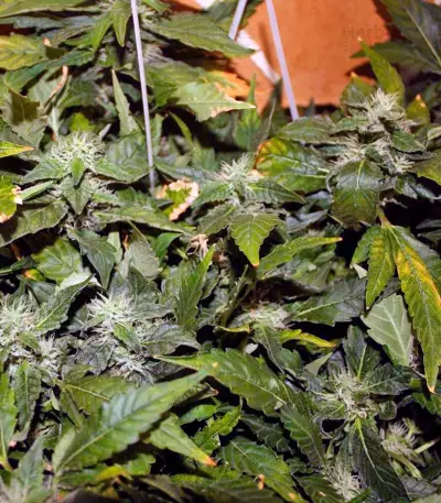 Semi femminizzati Moby Dick (Green House Seeds)