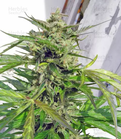 Speed Devil #2 Auto feminized seeds