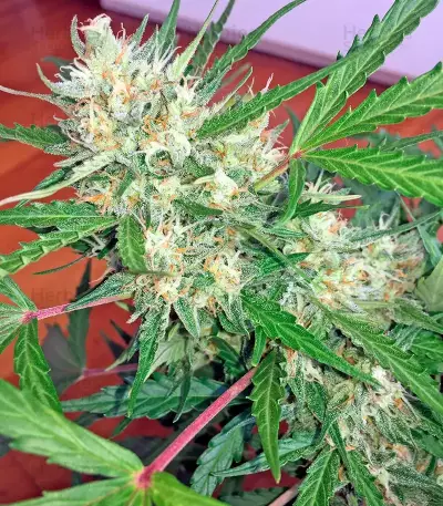 Swiss Cheese Automatic Seeds