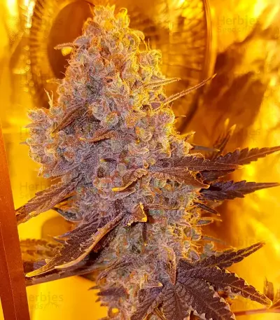 White Caramel Cookie feminized seeds