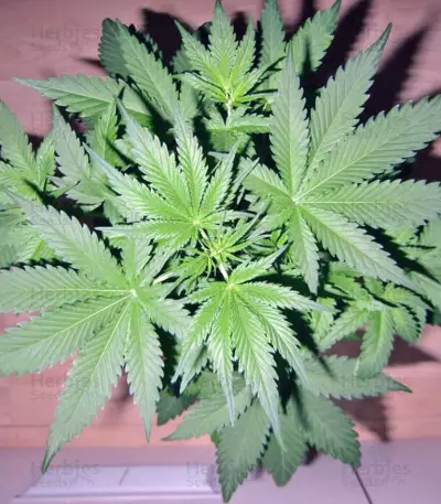 Sweet Special Auto feminized seeds