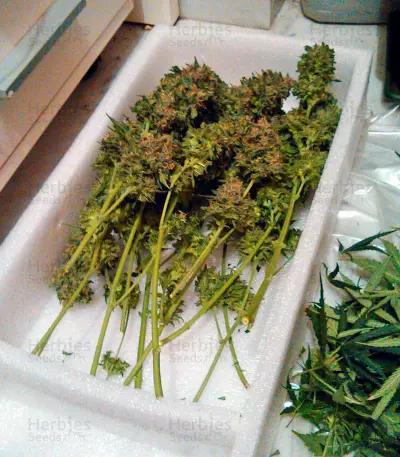 Vertigo Auto (Paradise Seeds)