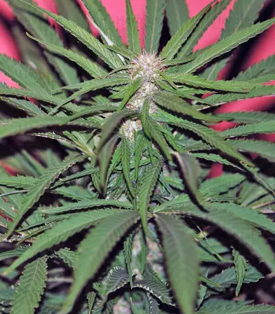Wild Rose feminized seeds