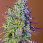 girl-scout-cookies-auto-cookies-auto-fastbuds.jpg