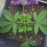runtz-muffin-barneys-farm.jpg