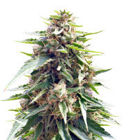 Blueberry Gum strain