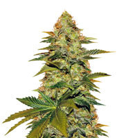 Blue Venom strain