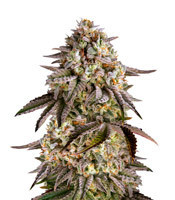 Blue Sunset Sherbert strain