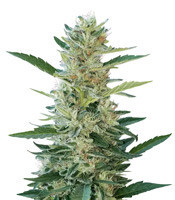 Durban Poison strain