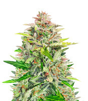 Amnesia Z Auto strain