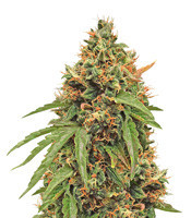 Purple Haze Auto strain
