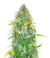 Auto Colorado Cookies strain