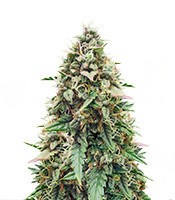 Auto Skywalker Haze strain