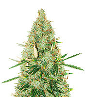 Auto Tutankhamon strain