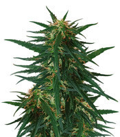 Blueberry Ghost OG strain