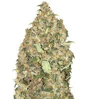 Peyote Cookies strain
