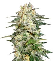 Afghan Kush Ryder Auto strain