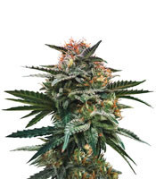 Blood Orange Sorbet feminized seeds