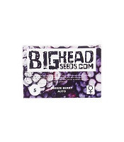 Freeze Berry Auto (Big Head Seeds) Cannabis-Samen