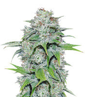 Nepal Jam regular (Ace Seeds) Cannabis-Samen