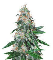 Sticky Dream (Positronics Seeds) Cannabis-Samen