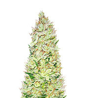 Northern Lights X Skunk #1 regular seeds