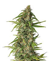 Runtz feminized seeds (Seedstockers)