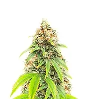 Blueberry OG Seeds (AlphaFem Seeds)