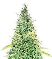 Sementes Feminizadas de Critical XXL Auto (Herbies Seeds)