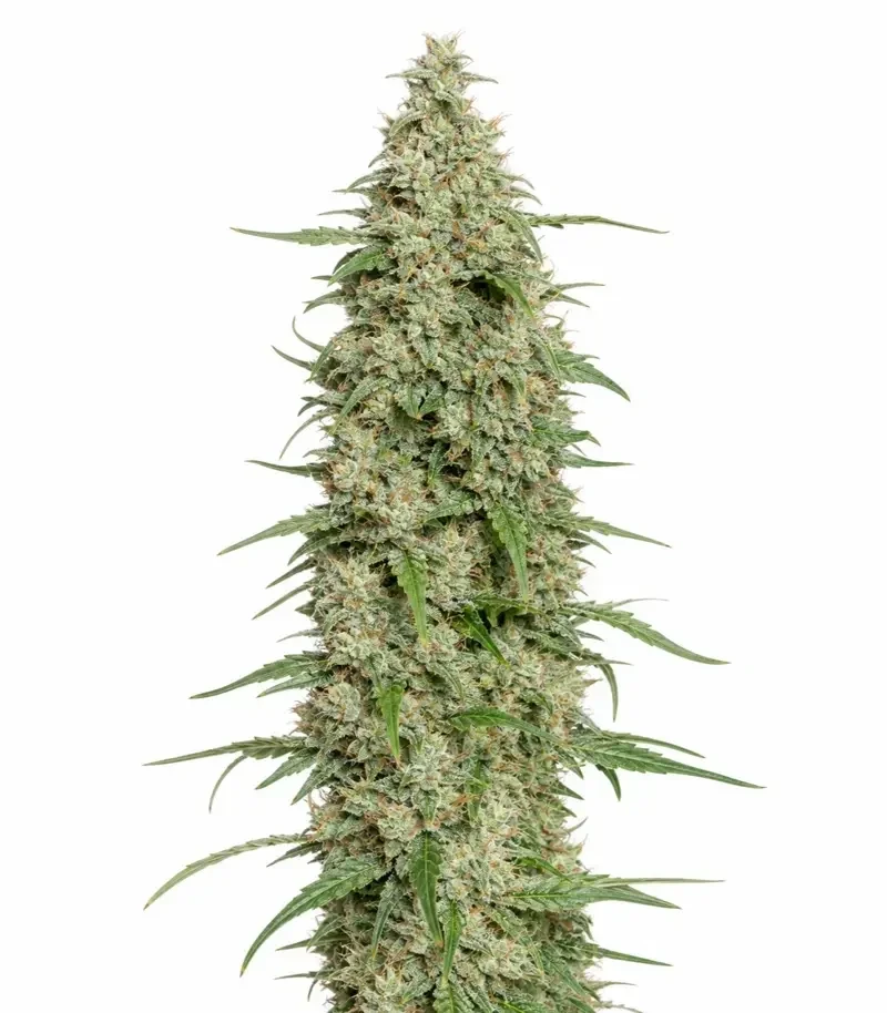 Do-Si-Dos Auto Seeds (Royal Queen Seeds)