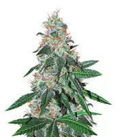 Sticky Dream (Positronics Seeds)