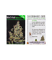 Auto Critical feminized seeds (Seedmakers Seeds)