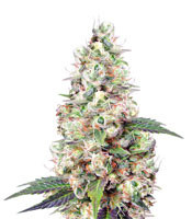 Buddha's Sister (Soma Seeds) Cannabis-Samen