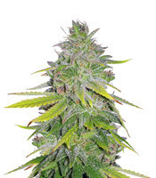 Gelato 41 feminized seeds (Seedstockers)