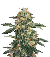 Gorilla Cookies feminized seeds (Expert Seeds)