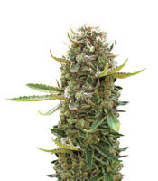 King Kong feminized seeds