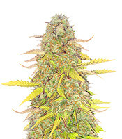 Acid Rain Autoflower Feminized Seeds (Easy Grow Seeds)