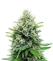 Afghan Skunk (Expert Seeds) feminized seeds