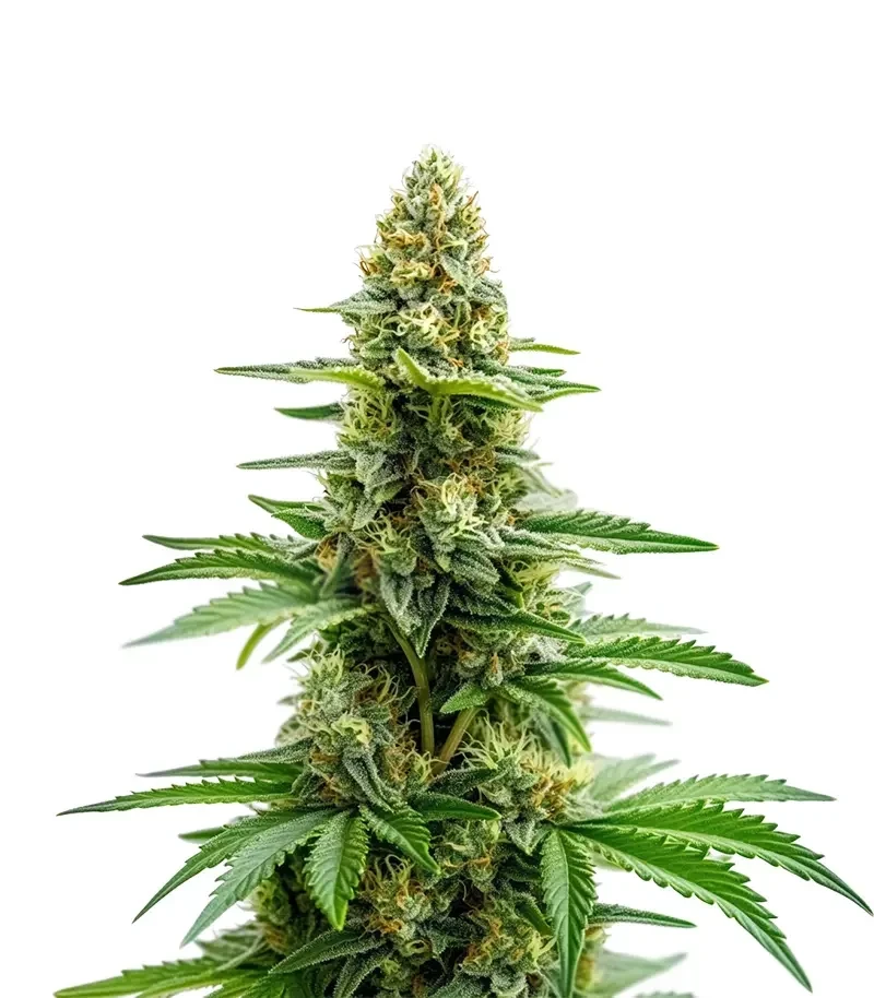 Bruce Banner Seeds