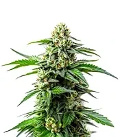 Bubblegum Sherbet Seeds
