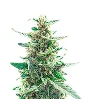 California Special feminized seeds