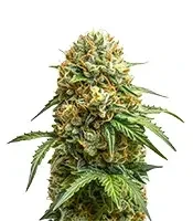 Semi femminizzati Candy Caramelo Auto