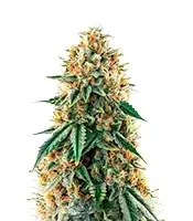 CBD Mazar Seeds