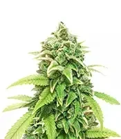 Green Crack Feminized Seeds (Herbies Seeds USA)