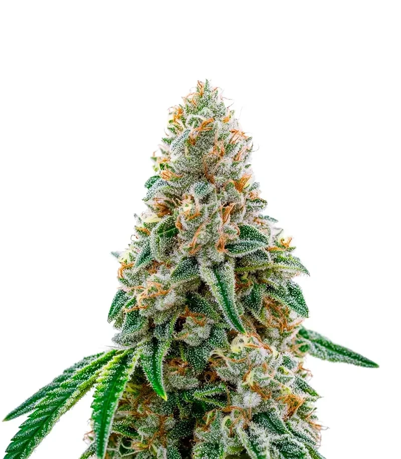 Honey Dipper Seeds (Green House Seeds)