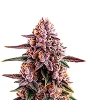 Ricky Bobby Seeds