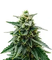 Sky Walker Auto Seeds