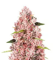 Sementes Feminizadas Tropicanna Poison F1 Fast Version (Sweet Seeds)