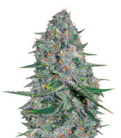 Afghani #1 feminized seeds